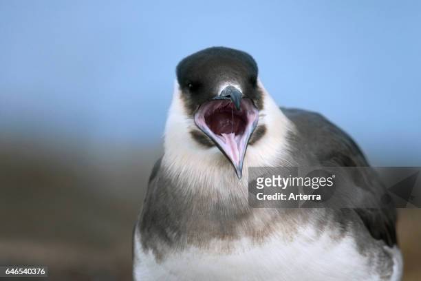 Wide open beak of parasitic jaeger / Arctic skua / parasitic skua calling.