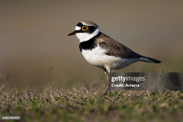 Little ringed plover male.