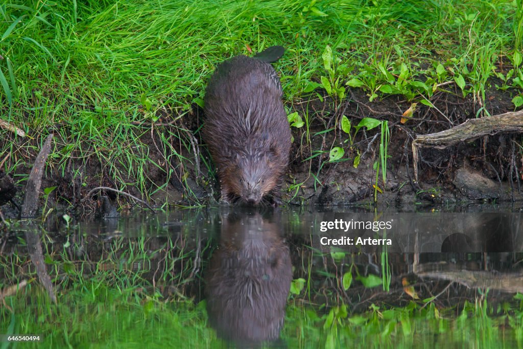 Eurasian beaver / European beaver.