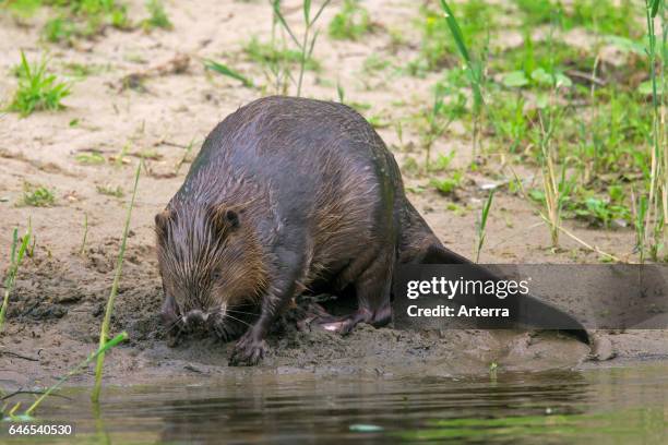 Eurasian beaver / European beaver foraging along riverbank.