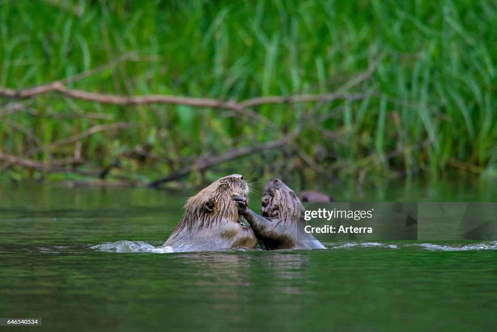 Two Eurasian beavers / European beaver fighting in pond.