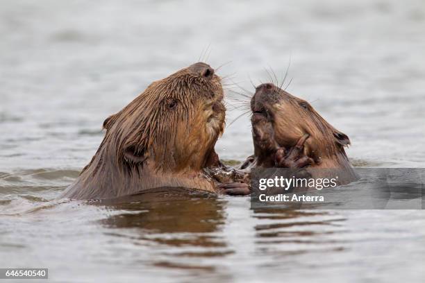 Close up of two Eurasian beavers / European beavers fighting in pond.