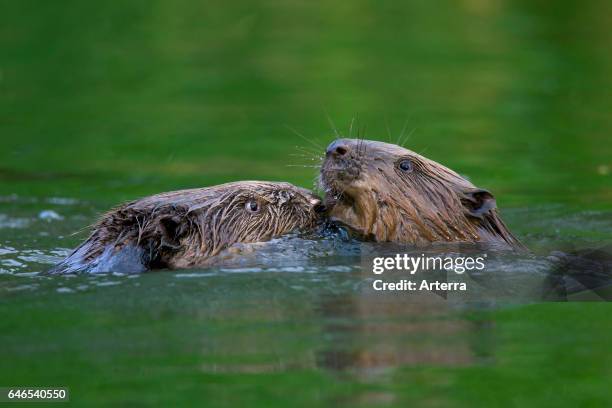 Close up of two Eurasian beavers / European beavers fighting in pond.