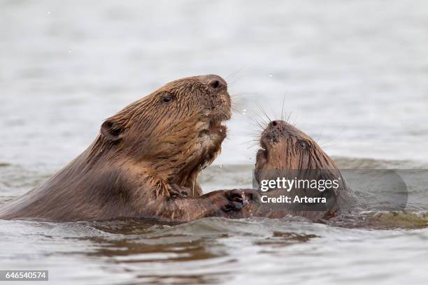 Close up of two Eurasian beavers / European beavers fighting in pond.