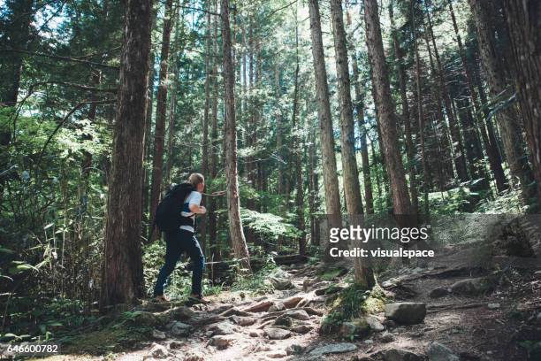 hiker amongst great big trees - cryptomeria japonica stock pictures, royalty-free photos & images
