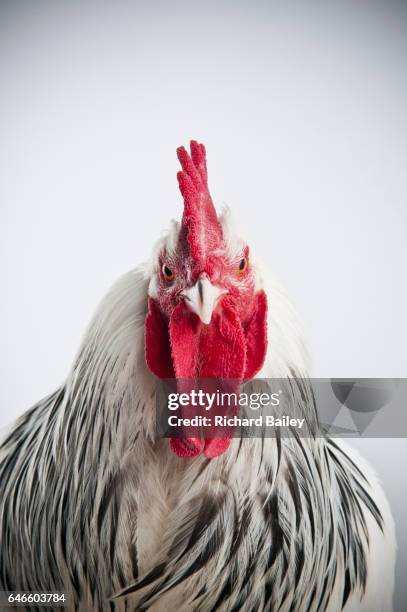 studio portrait of a rare german sundheimer cockerel. - chicken on white stockfoto's en -beelden