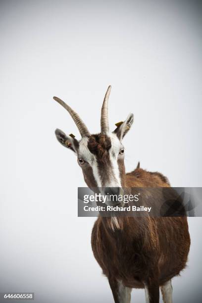 studio portrait of thuringian goat. - endangered species white background stock pictures, royalty-free photos & images