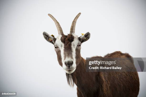 studio portrait of thuringian goat. - ziege stock-fotos und bilder