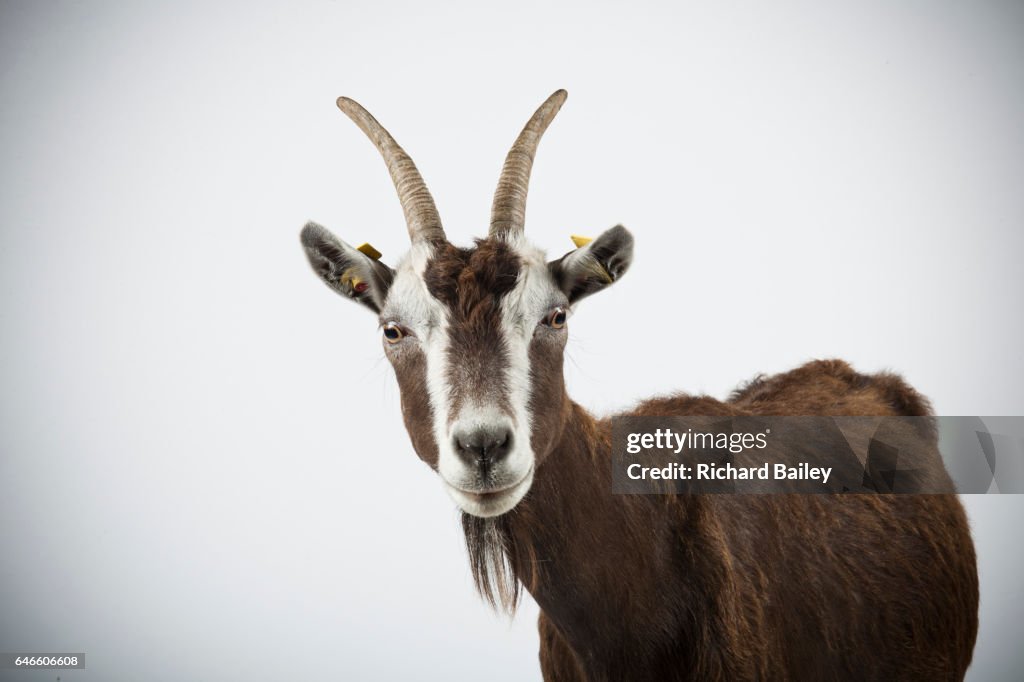 Studio portrait of Thuringian goat.