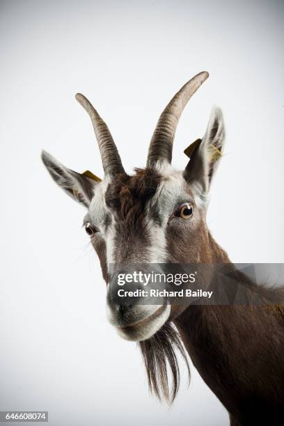 studio portrait of thuringian goat. - chivas fotografías e imágenes de stock