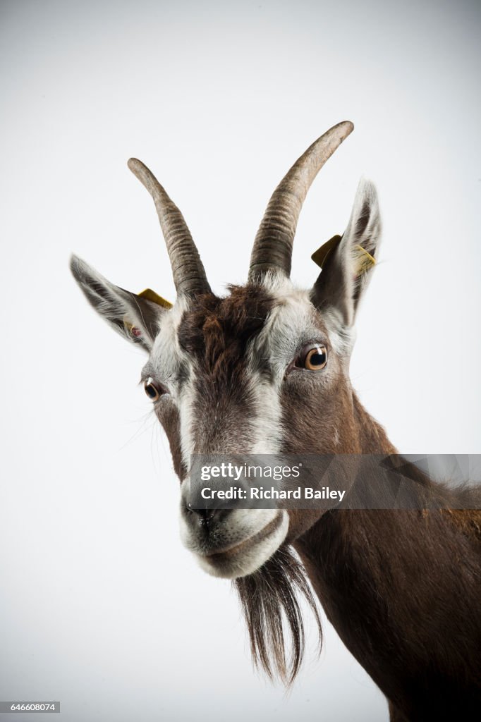 Studio portrait of Thuringian goat.