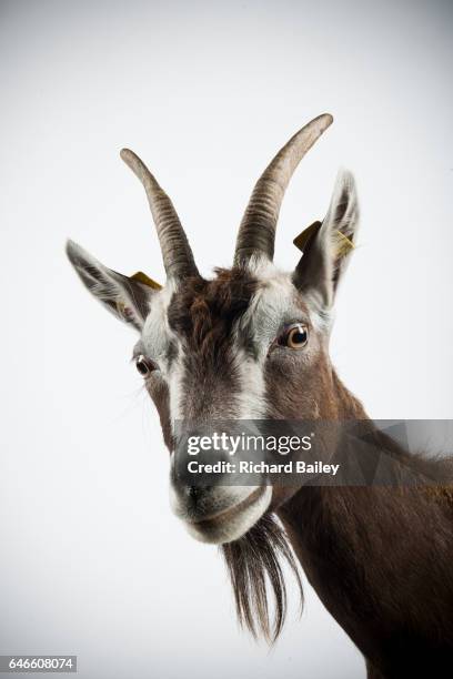 studio portrait of thuringian goat. - geit stockfoto's en -beelden