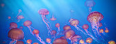 school of jellyfish photo retouch illustration
