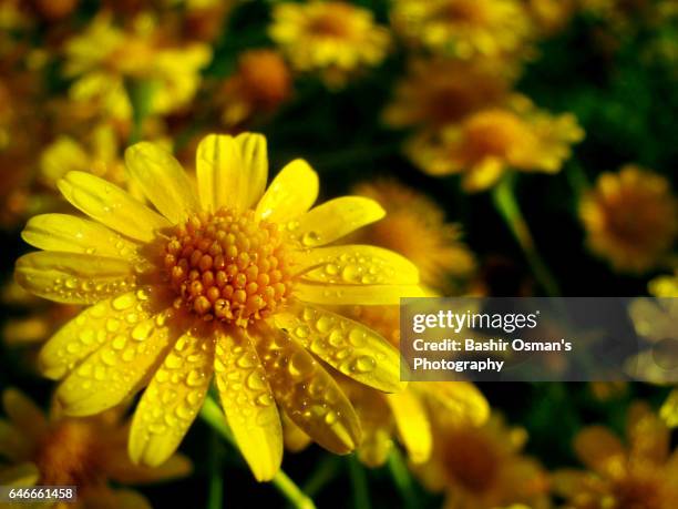 dew drops on flowers - flower show stock pictures, royalty-free photos & images