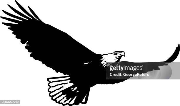 ilustrações, clipart, desenhos animados e ícones de silhueta de uma águia voando, voando e caça - águia americana
