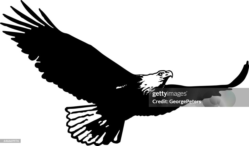 Silhouette of Bald eagle flying flying and hunting