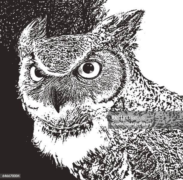 great horned owl close up - horned owl stock illustrations