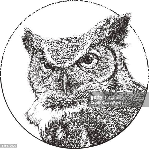great horned owl close up - horned owl stock illustrations