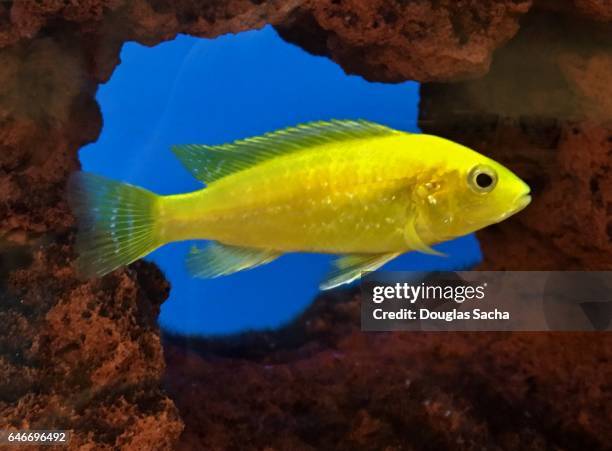 electric yellow cichlid fish swimming underwater (labidochromis caeruleus) - cichlid aquarium stock pictures, royalty-free photos & images