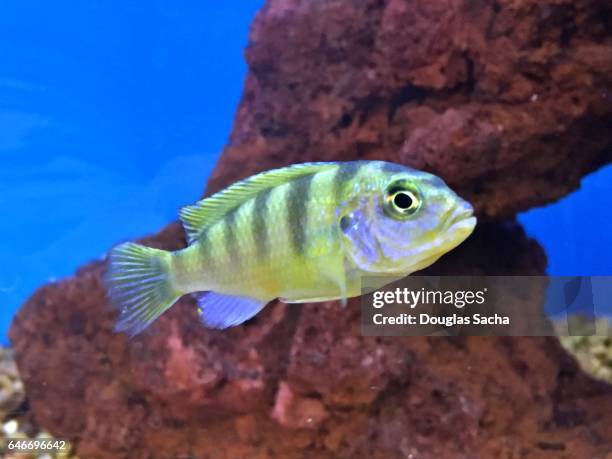convict cichlid fish swimming underwater (amatitlania nigrofasciata) - cichlid aquarium stock pictures, royalty-free photos & images