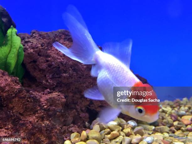oranda goldfish in an aquarium (carassius auratus) - cichlid aquarium stock pictures, royalty-free photos & images