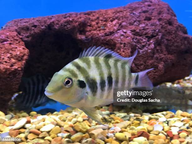 aquarium with a convict cichlid fish (amatitlania nigrofasciata) - cichlid aquarium stock pictures, royalty-free photos & images