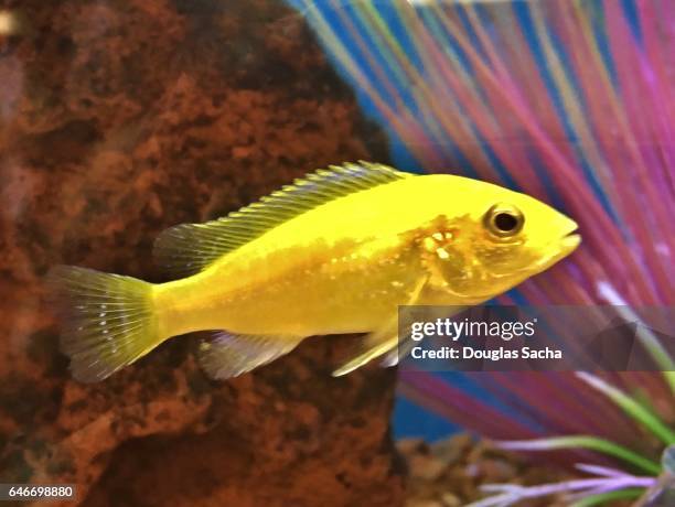 electric yellow cichlid fish underwater (labidochromis caeruleus) - cichlid aquarium stock pictures, royalty-free photos & images