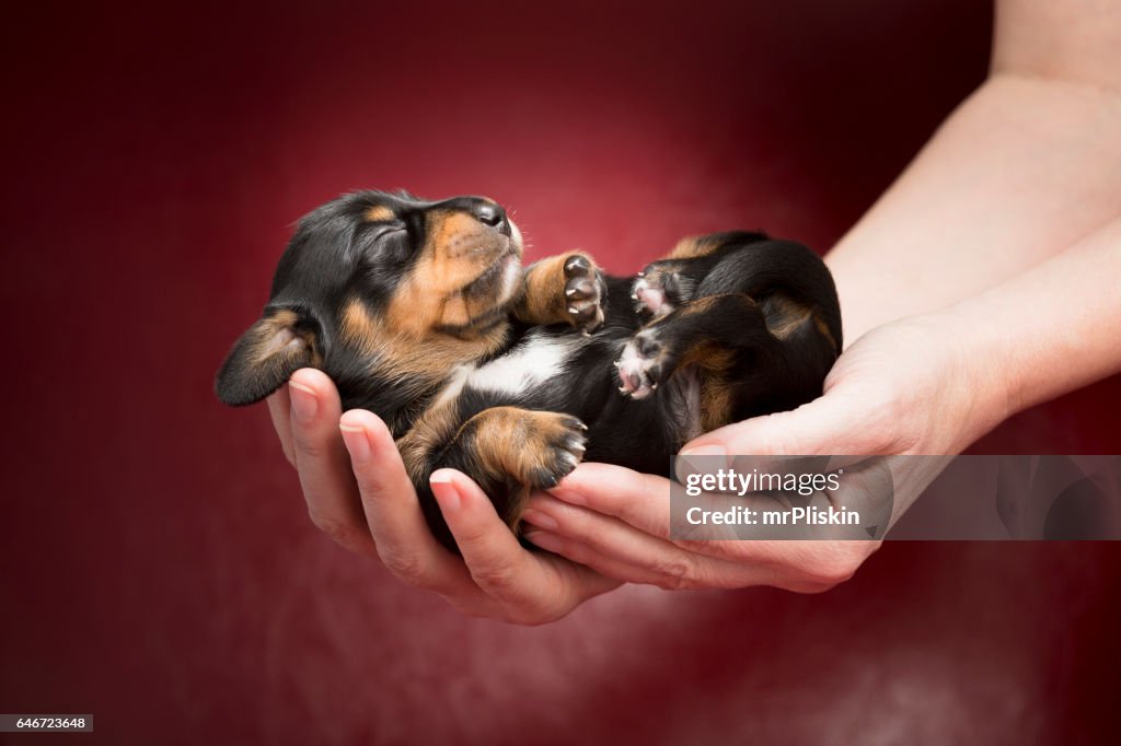 One week old Dachshund puppy sleeping in human hands