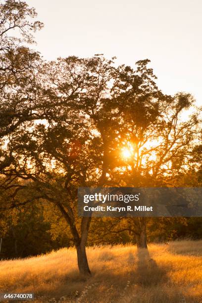 tree in sunlight - auburn oaks stock pictures, royalty-free photos & images