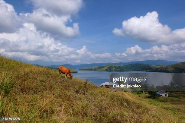 sentani lake - gulf shores alabama stockfoto's en -beelden