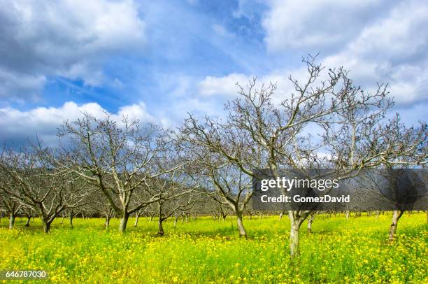 huerto de cerezos, mostaza de campo y nubes - gilroy california fotografías e imágenes de stock