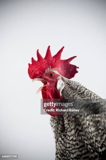 a german sparrow rooster. - cock foto e immagini stock