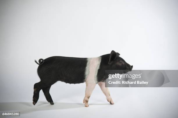 an angeln saddleback piglet. - angeln stockfoto's en -beelden