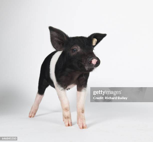 an angeln saddleback piglet. - heritage breed livestock stock pictures, royalty-free photos & images