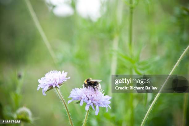 bees pollinating flowers in a meadow. - biodiversität stock-fotos und bilder