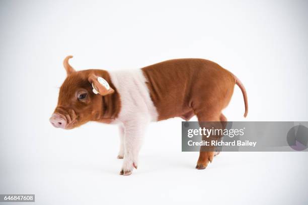 a husum red pied piglet. - piglet white background fotografías e imágenes de stock