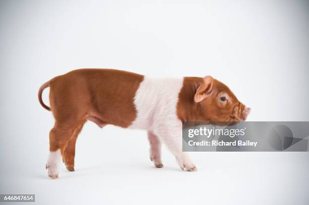 a husum red pied piglet. - keutje stockfoto's en -beelden