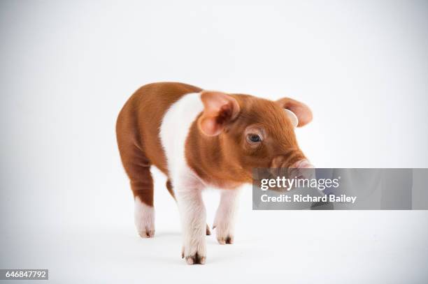 a husum red pied piglet. - endangered species white background stock pictures, royalty-free photos & images