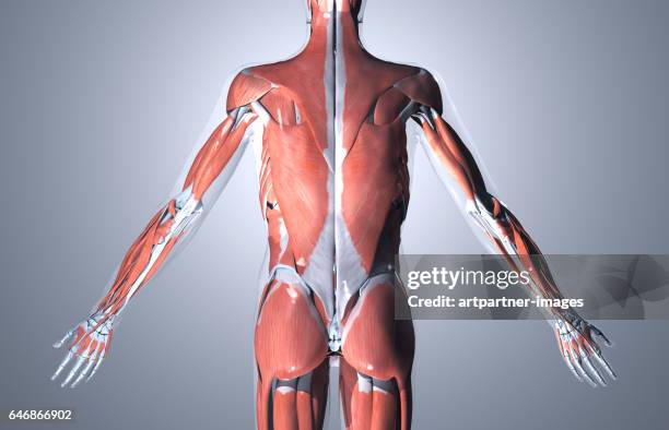 male human muscular system, illustration - muskel stock-fotos und bilder