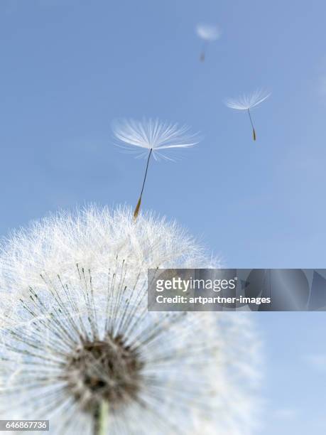 seeds blowing from dandelion - dandelion stock pictures, royalty-free photos & images