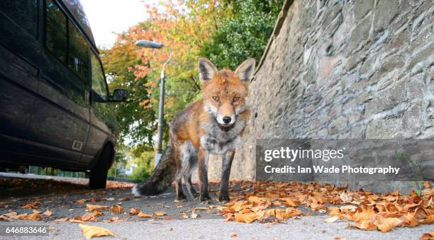 urban fox in urban environment - fox bildbanksfoton och bilder