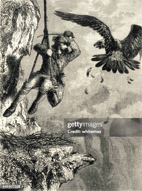 ilustrações de stock, clip art, desenhos animados e ícones de victorian birds' egg collector fighting off a protective eagle - eagles nest