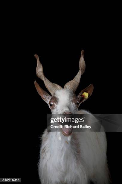 portrait of a girgentana goat. - milk swirl stock pictures, royalty-free photos & images