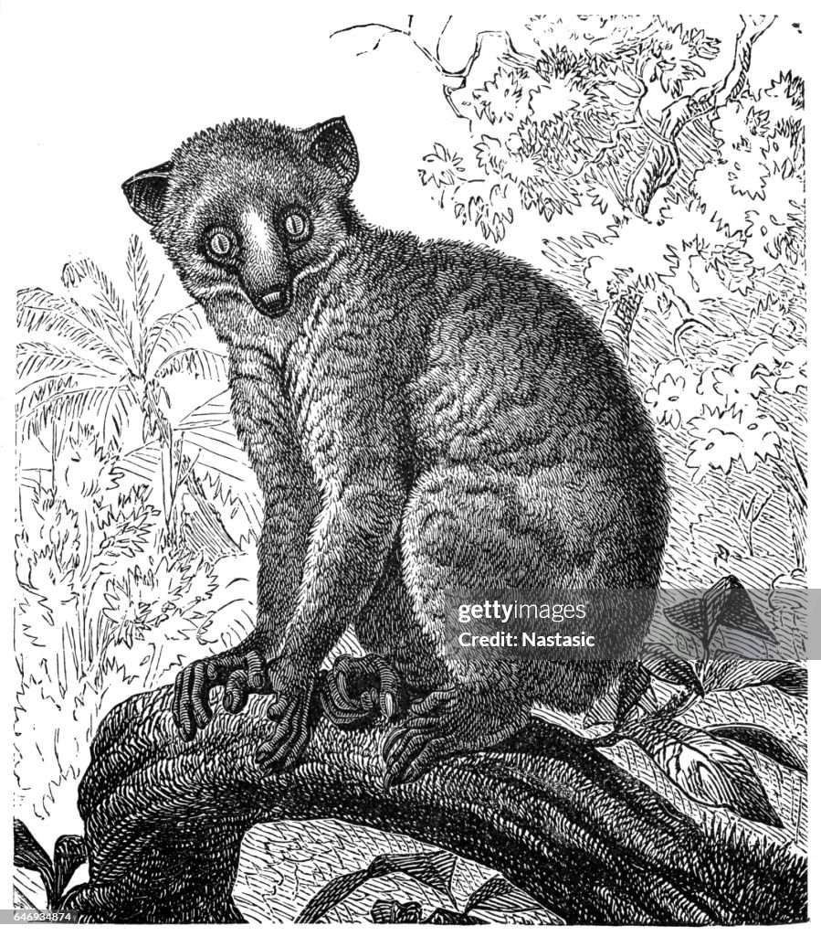 Calabar angwantibo (Arctocebus calabarensis)