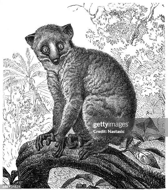 calabar angwantibo (arctocebus calabarensis) - slow loris stock illustrations