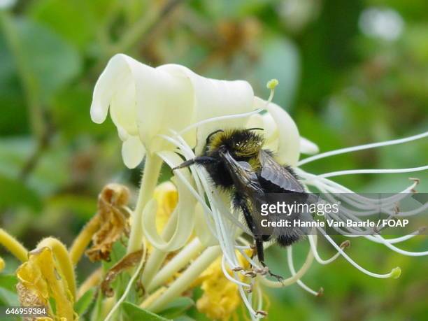 macro shot of honey bee on flower - hannie van baarle photos et images de collection