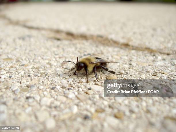 bee on stone - midlothian illinois stock-fotos und bilder