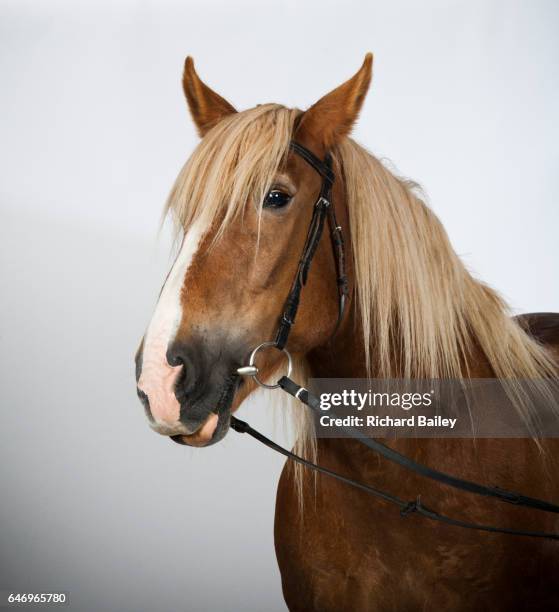 portrait of a schleswig coldblood horse. - endangered species white background stock pictures, royalty-free photos & images