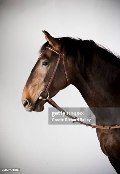 a rare alt-oldenburger pure breed horse. - endangered species white background stock pictures, royalty-free photos & images