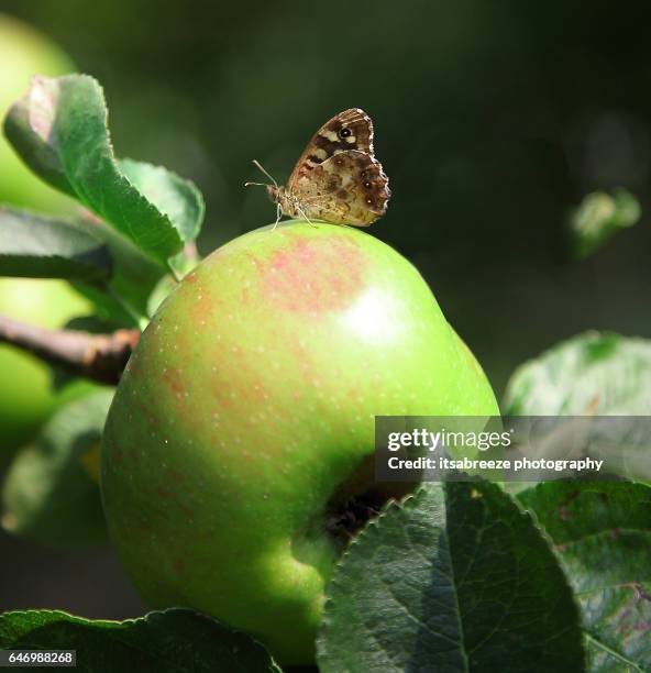 speckled wood butterfly - crimson bramley apple stock pictures, royalty-free photos & images